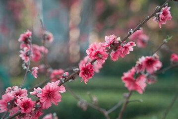 cherry blossom
