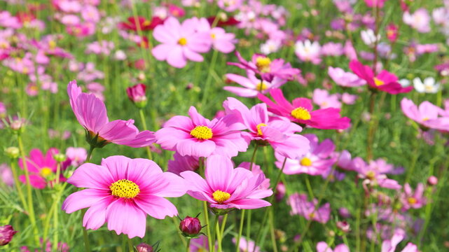 Pink cosmos flowers in the field. The flowers of peace that bloom outdoors in the summer are beautiful and bright in nature. Selective focus