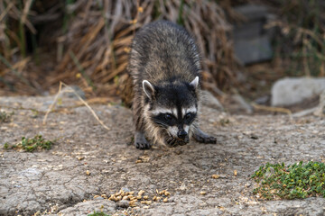 Raccoon holds food in its paws and eats.