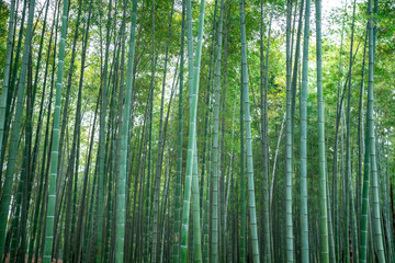 Naklejka premium Outdoor deep natural scenery in bamboo forest