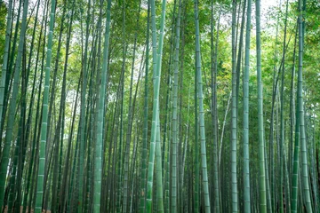 Schilderijen op glas Outdoor deep natural scenery in bamboo forest © 昊 周