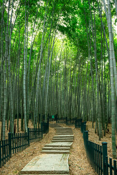 Outdoor deep natural scenery in bamboo forest