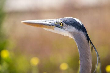 Great blue heron (Ardea cinerea) close up