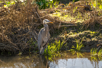 Great blue heron (Ardea cinerea) stands in a swamp.