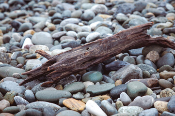 Tree branch on the beach