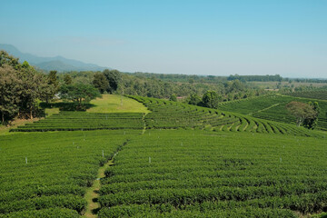 Scenery of agriculture field and irrigation of beautiful green tea plantation, tourism farmland on natural hill in Chiang Rai Thailand, countryside landscape and mountain wide views, spring travel.