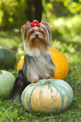 Yorkshire terrier on the grass with pumpkins. Dog portrait with pumpkins