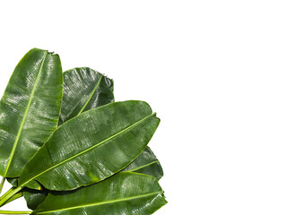 Top view. Fresh banana leaves (Five) and branches, overlapping. Water drops all over the banana leaf area. copy space white