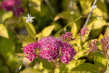 Pink fluffy inflorescences on a bush of Japanese spirea (Spiraea japonica)