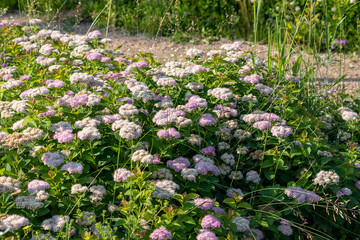 Pale pink fluffy inflorescences on a bush of Japanese spirea (Spiraea japonica)