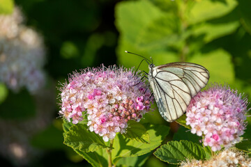Cabbage butterfly on a pale pink fluffy inflorescence of a Japanese spirea bush (Spiraea japonica)
