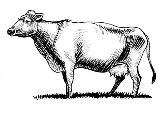 Milk cow. Ink black and white drawing