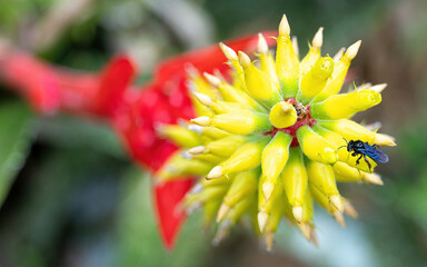 Bromélia com flores vermelhas e amarelas, característica da mata atlântica