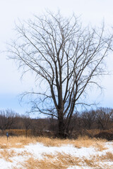 Winter landcape with trees and yellow herbs