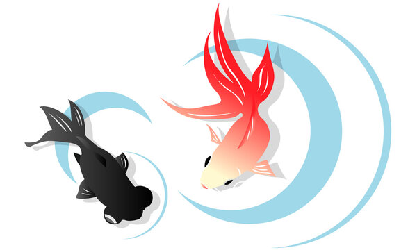 black and red goldfish swimming in water clip art preview