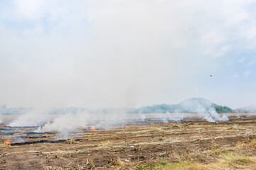 Burning straw in rice plantation in thailand.