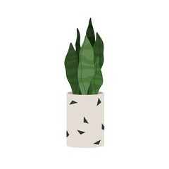 Sansevieria, green plant in pot. Snake tongue leaf growing in flowerpot. Modern houseplant. Home and office interior decoration, succulent. Flat vector illustration isolated on white background