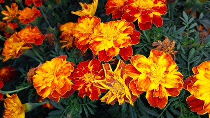 Spring blooming pot marigold flower 