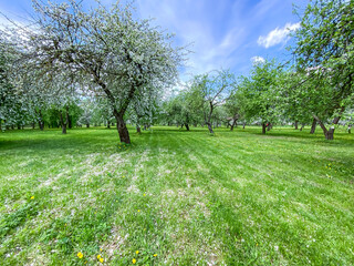 rows of beautifully blossoming apple trees on green lawn in spring