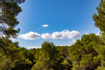 Fototapeta premium a white cloud in a bright blue sky between green trees. harmonious background for a wallpaper. 