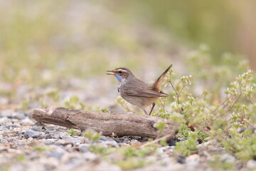 Bluethroat (Luscinia svecica) male in Japan