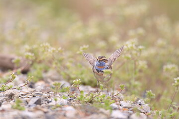 Bluethroat (Luscinia svecica) male in Japan