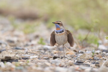 Bluethroat (Luscinia svecica) male in Japan
