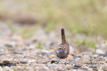 Bluethroat (Luscinia svecica) male in Japan