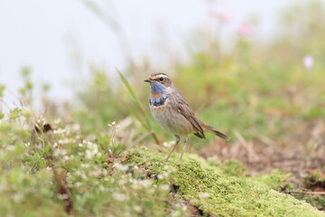 Bluethroat (Luscinia svecica) male in Japan