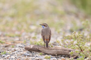 Bluethroat (Luscinia svecica) male in Japan