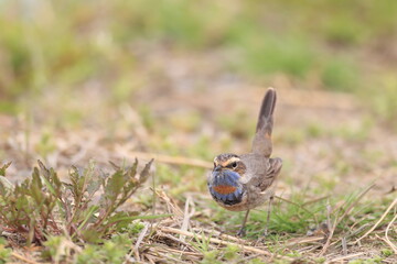 Bluethroat (Luscinia svecica) male in Japan