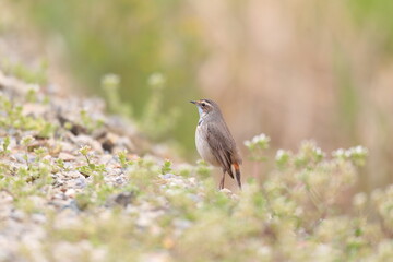 Bluethroat (Luscinia svecica) male in Japan