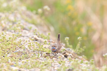 Bluethroat (Luscinia svecica) male in Japan