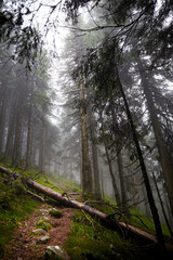 Beautiful ukrainian nature. Small trail in old pine forest. Carpathian Mountains, Gorgany, Ukraine