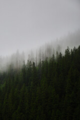 Beautiful ukrainian nature. Old and misty pine forest during rainy day. Carpathian Mountains, Ukraine