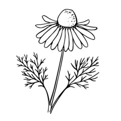 Hand-drawn chamomile flower