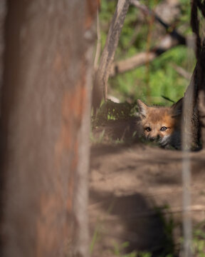Wild and free fox cub playing around his den