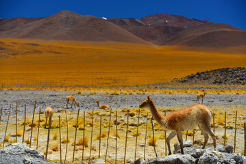 Vicuñas near a fence in the high altitude volcanic landscape of the Paso de San Francisco international mountain pass, Catamarca Province, northwest Argentina