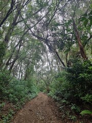 Fototapeta na wymiar Path in the forest in Irazu National Park, Prusia sector, located in Cartago, Costa Rica