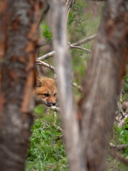 Wild and free fox cub playing around his den