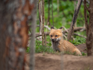 Wild and free fox cub playing around his den