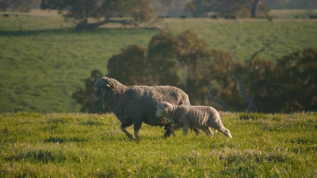 Corriedale ewe and its lamb walking on Green pasture, tracking shot