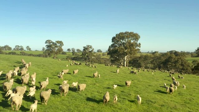 large Sheep herd stampede on rolling green hills on sunny day, mesmerizing rural landscape aerial view