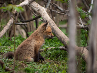 Naklejka na ściany i meble Wild and free fox cub playing around his den