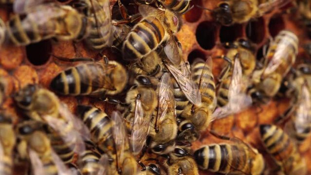 Varroa mites, Honey Bee Parasites - Bees, Beekeeping