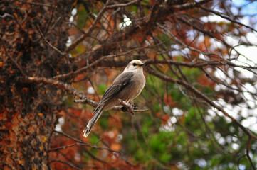 A Gray Jay perched on a branch on the hike to Dream Lake, Rocky Mountain National Park, Estes Park, Colorado, USA