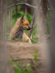 Wild and free fox cub playing around his den