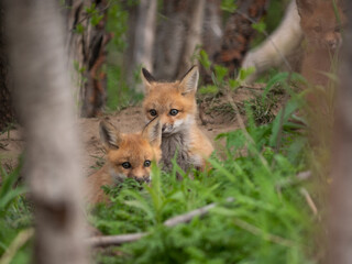 Wild and free fox cubs playing around their den