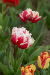 bright tulips closeup