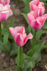 pink tulips in the spring garden